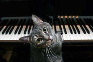 piano-playing-cat-300x200